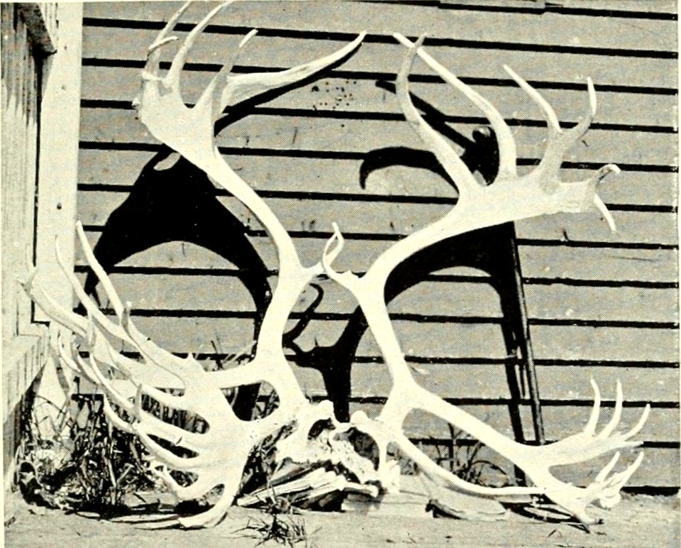 DEMIDOV(1904) p144 ANTLERS OF CARIBOU (14782129262)