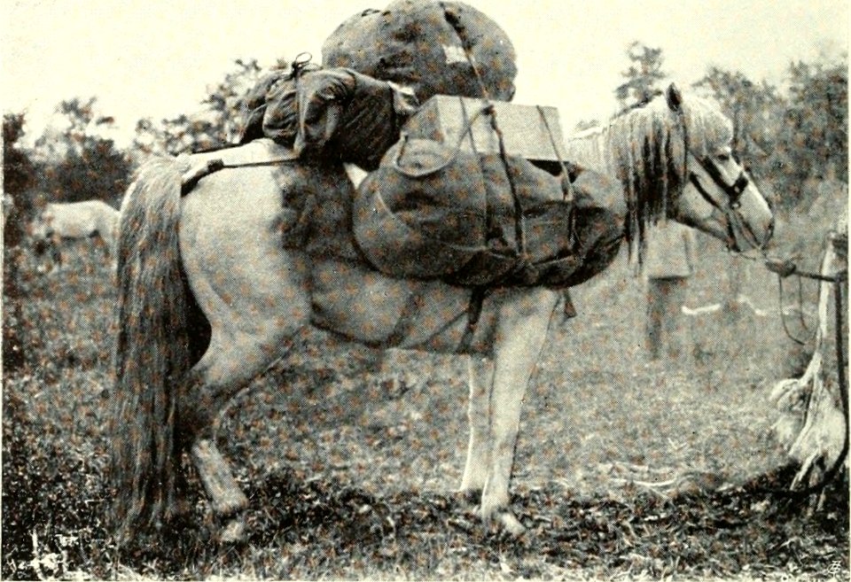 DEMIDOV(1904) p169 ONE OF OUR PACK-PONIES (14595817039)