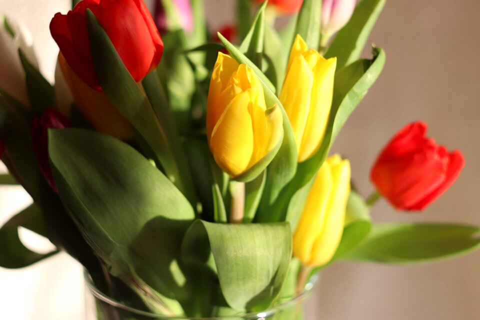 Flower sheet nature