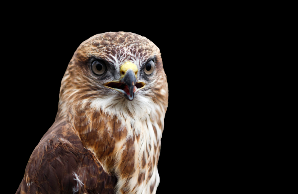 Bird of prey common buzzard animal