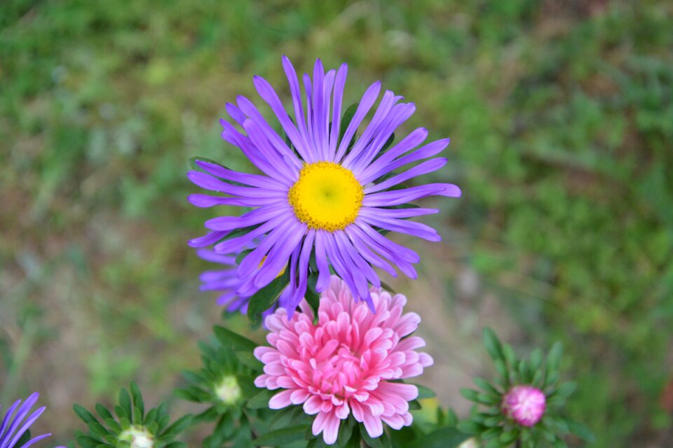 Nature garden plants flowering
