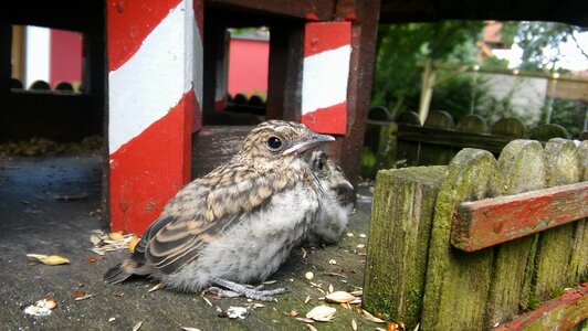 Feather garden feeding place