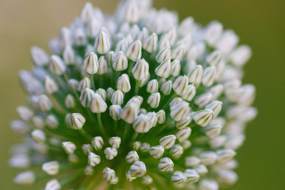 Flowers perennial petal