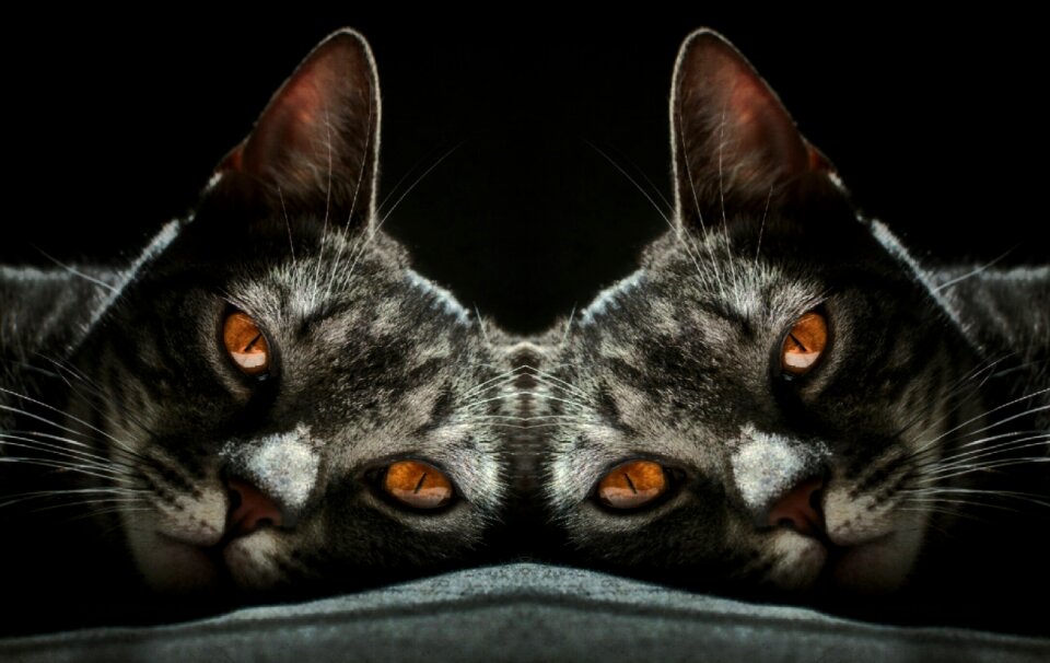 Eye black cat black eye