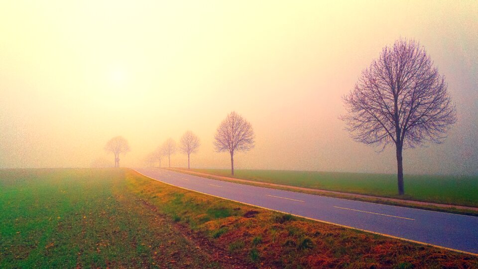 Landscape trees nature photo