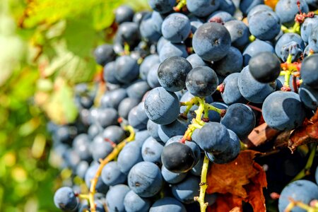 Blue grapes ripe grapes table grapes photo