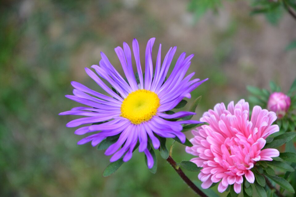 Nature plants colors