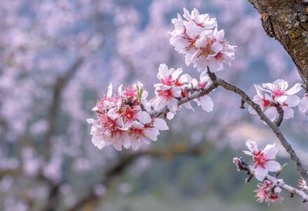 Tree season nature