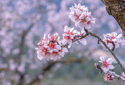 Tree season nature photo