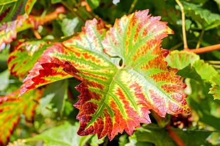 Bright red red gold