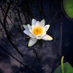 Nature water lily flower lake photo