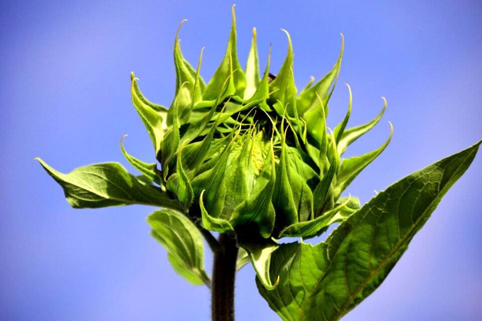 Summer plant nature