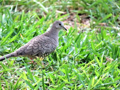 Bird wildlife silver dove