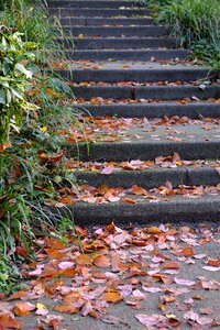 Away rise fall foliage photo