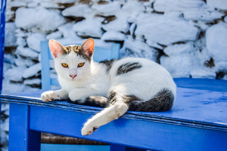 Cute kitty portrait