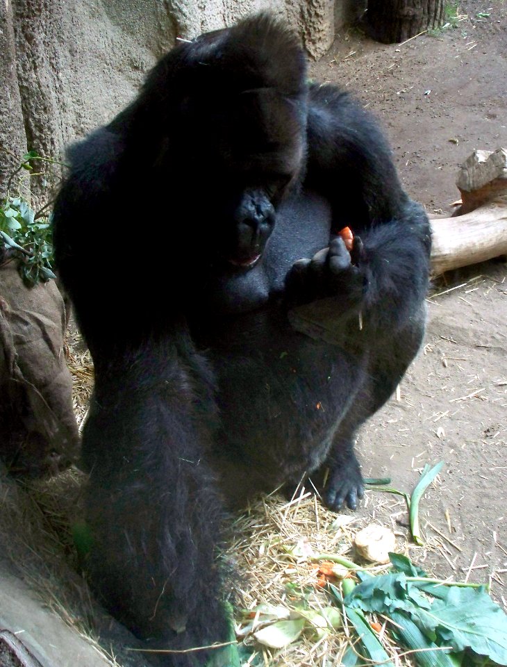 Gorgo im Pongoland