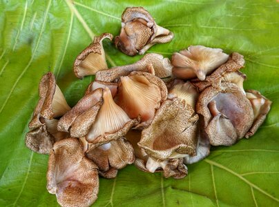 Edible fungus nature photo