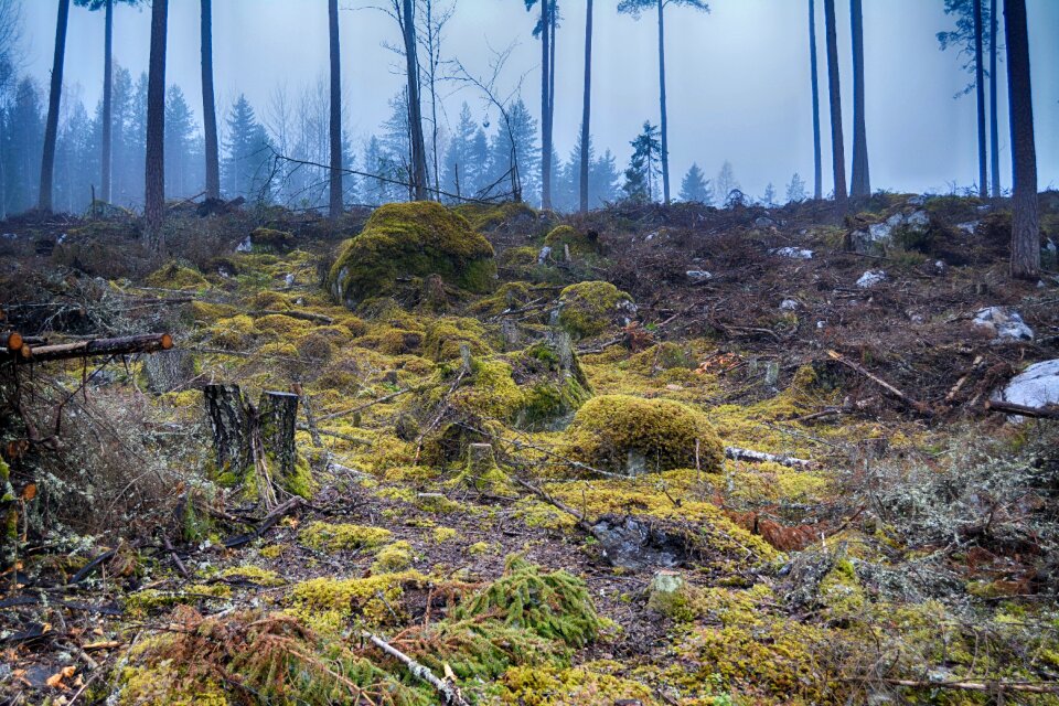 Finnish nature in the woods photo