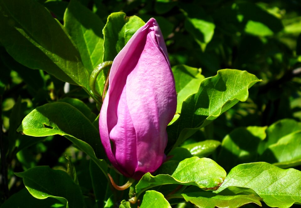 Magnolia pink bud
