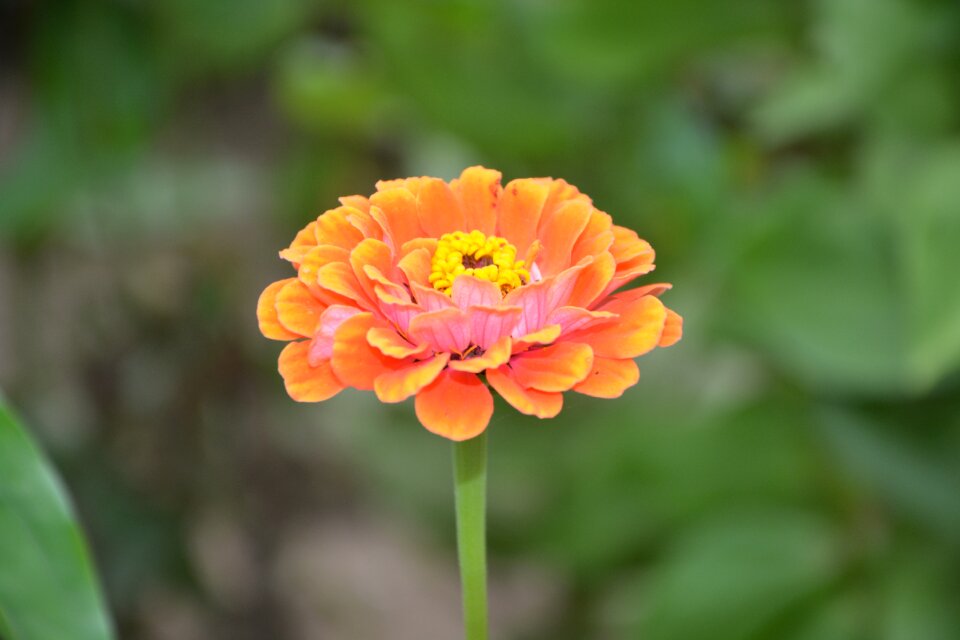 Garden nature yellow
