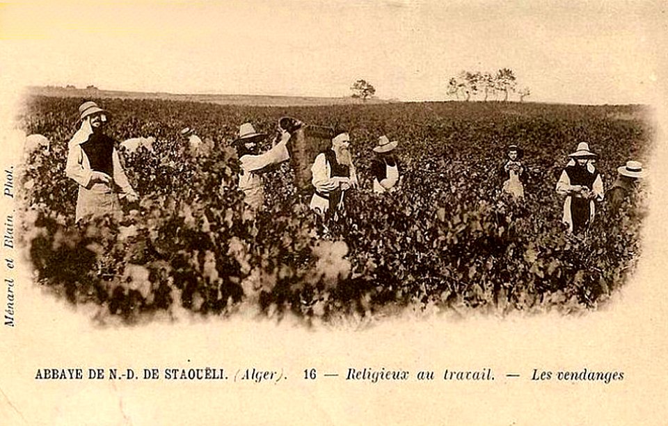 Abbaye de Staoueli Vendanges