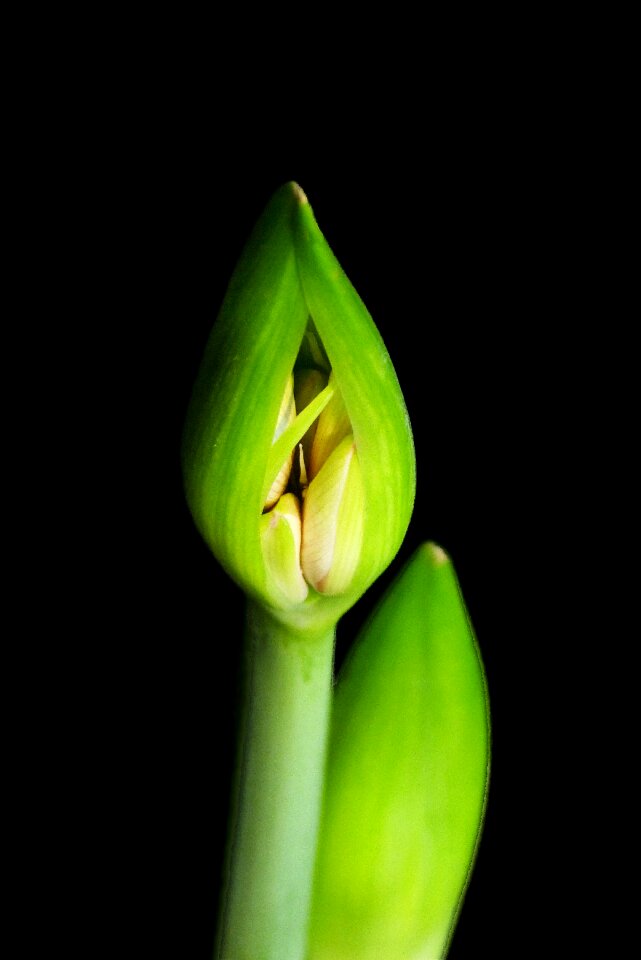 Nature growth flower