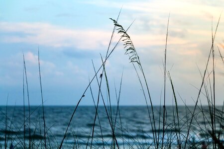 Beach sea oats