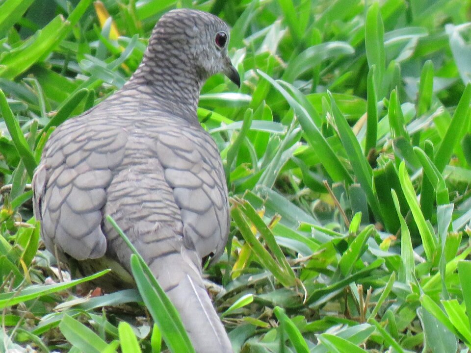Bird silver dove wildlife