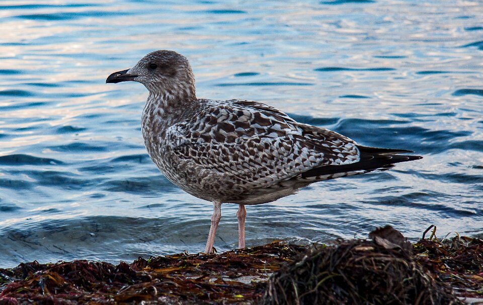 Seagull water bird sea