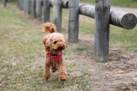 Adorable cute puppy