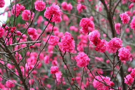 Pink tree flowers photo