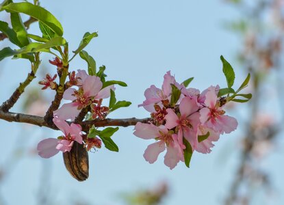 Tree flora almond photo