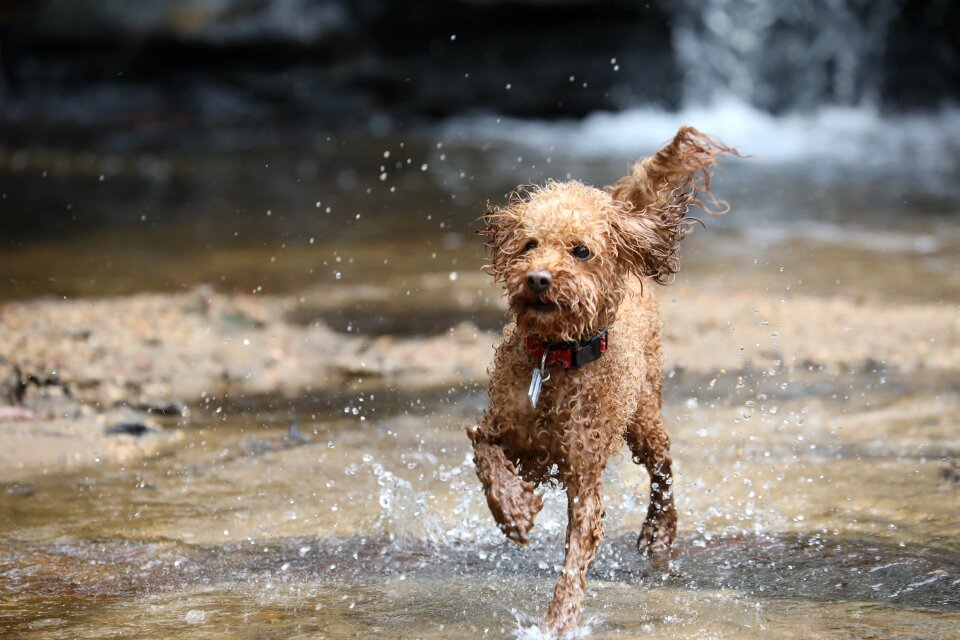 Adorable cute puppy