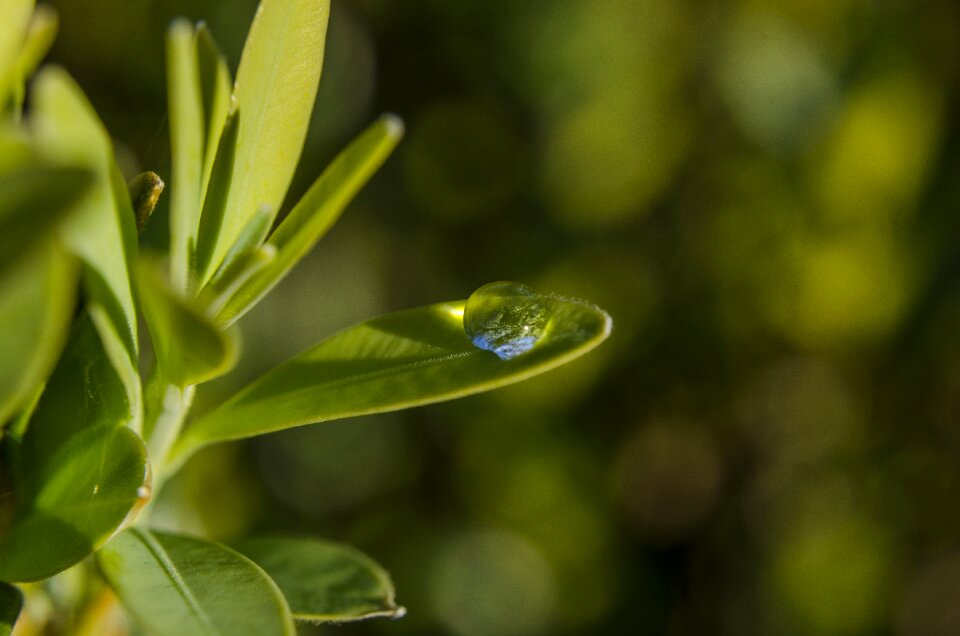 Green green leaf sheet plant
