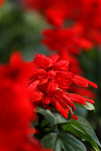 Spring summer plant
