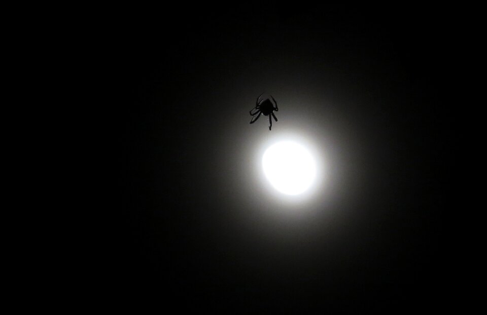 Arachnid moon armenia