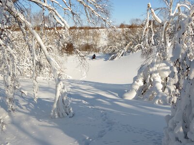 Snow snowdrifts trees photo