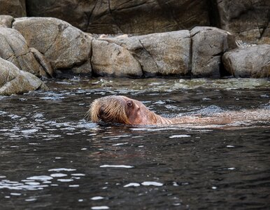 Zoo water swim