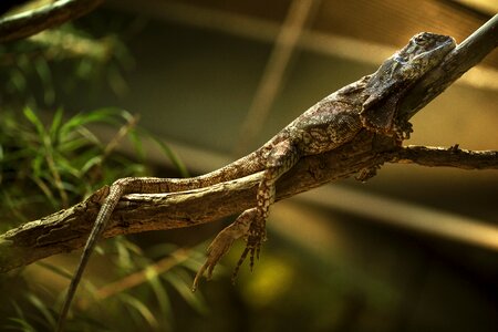 Creature nature animal world