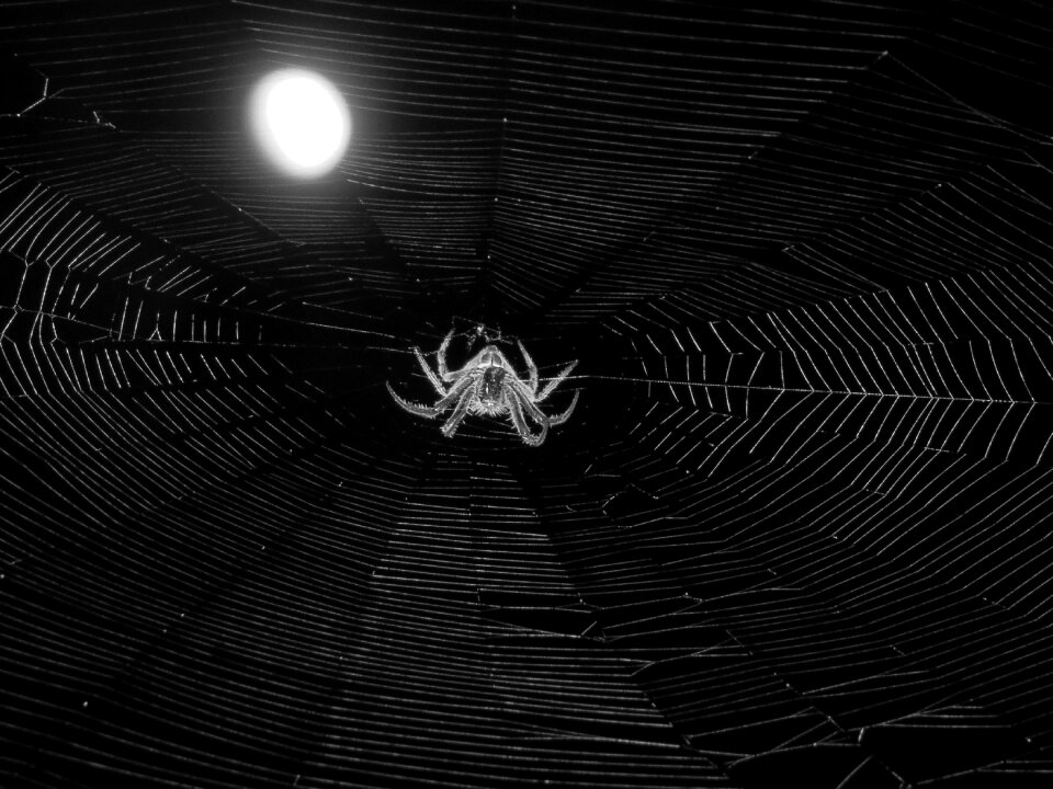 Spider night quindio