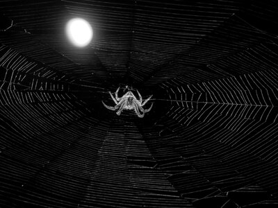 Spider night quindio photo
