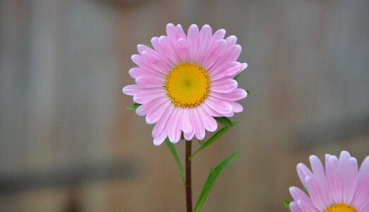 Summer flowers nature flowering