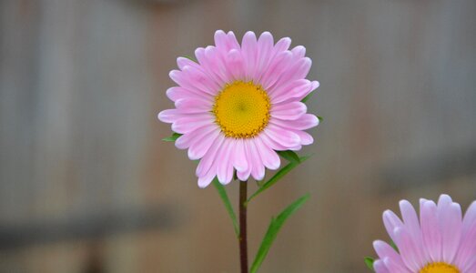 Summer flowers nature flowering photo