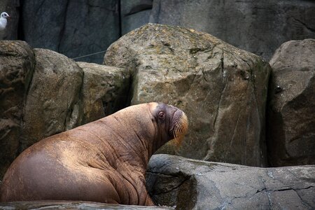Zoo meeresbewohner thick