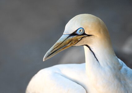 White gannet nature photo