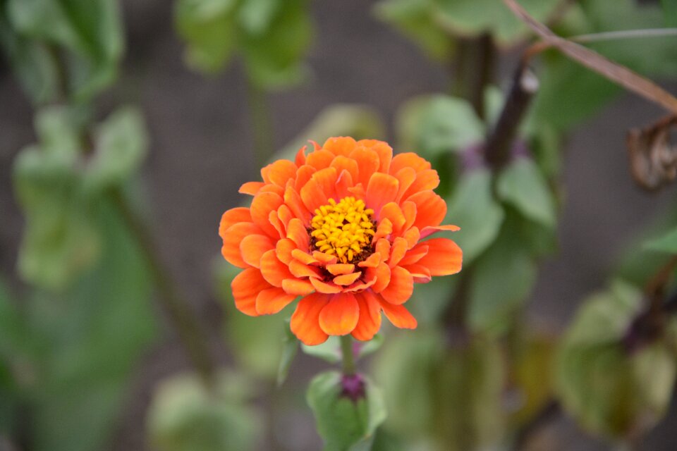Flower garden summer flower spring