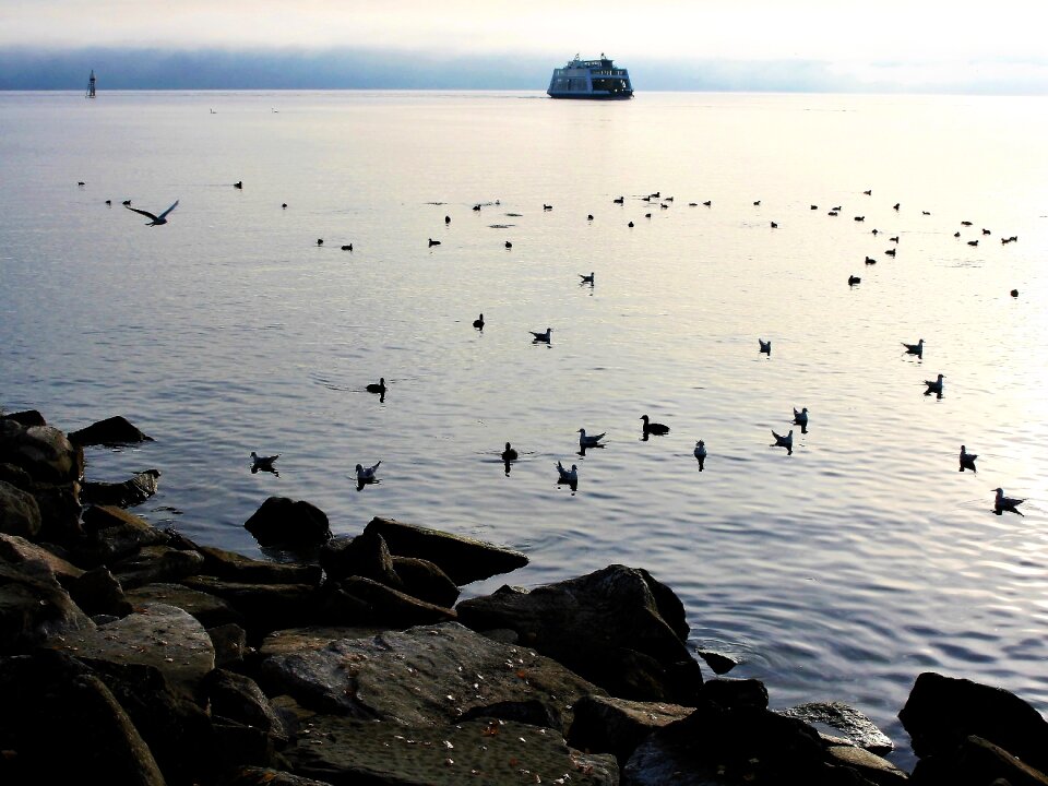 The seagulls monolithic part of the waters the coast