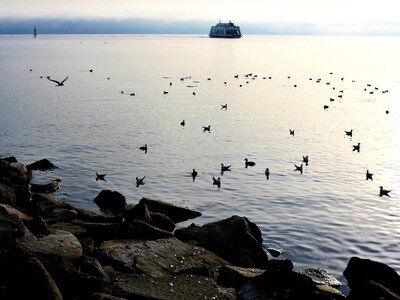 The seagulls monolithic part of the waters the coast