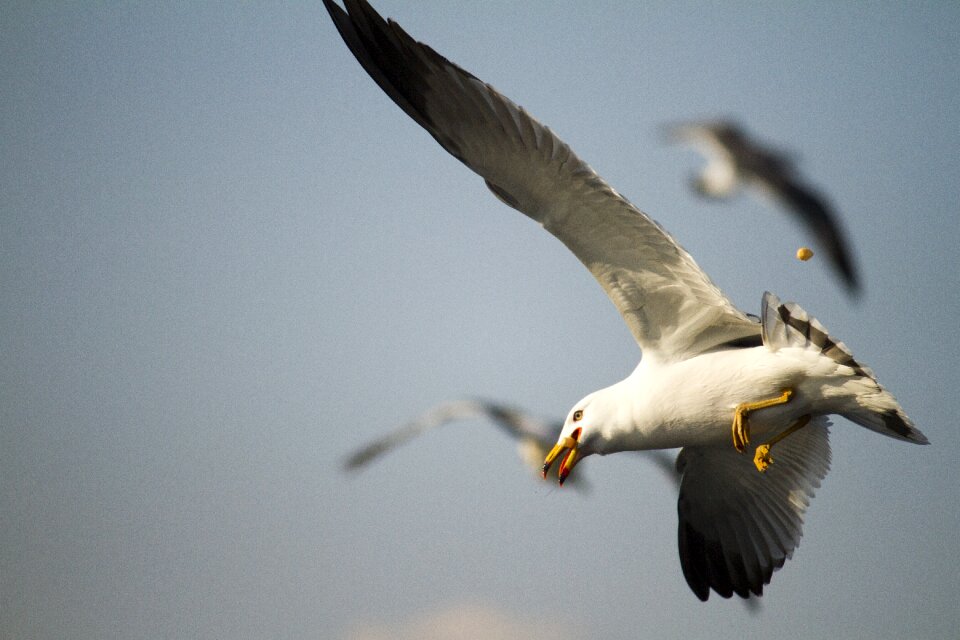 Wildlife nature seagull