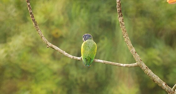 Parrot ave armenia photo